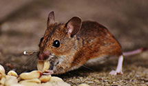 24 Hour & Emergency Exterminators in Allenwood, PA